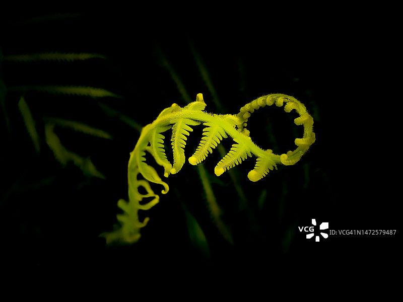 黑色背景下的黄花特写图片素材