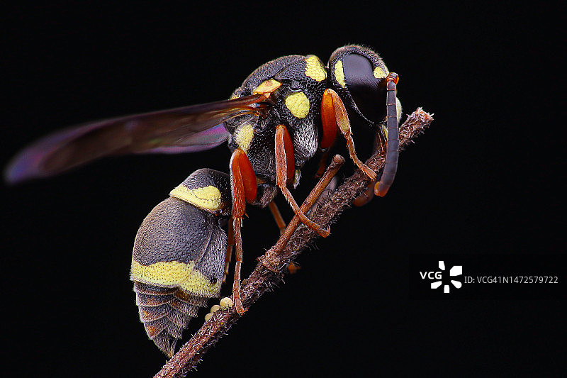 印度尼西亚棕黄色小黄蜂图片素材