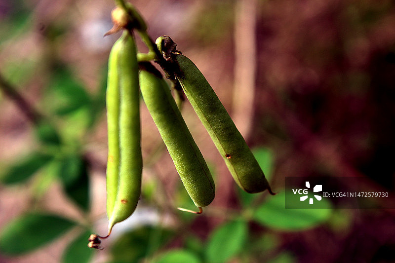植物上的绿色豌豆特写，印度尼西亚图片素材