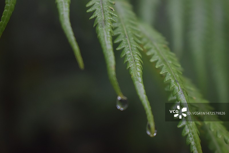 夏威夷树叶上的雨滴特写，美国图片素材