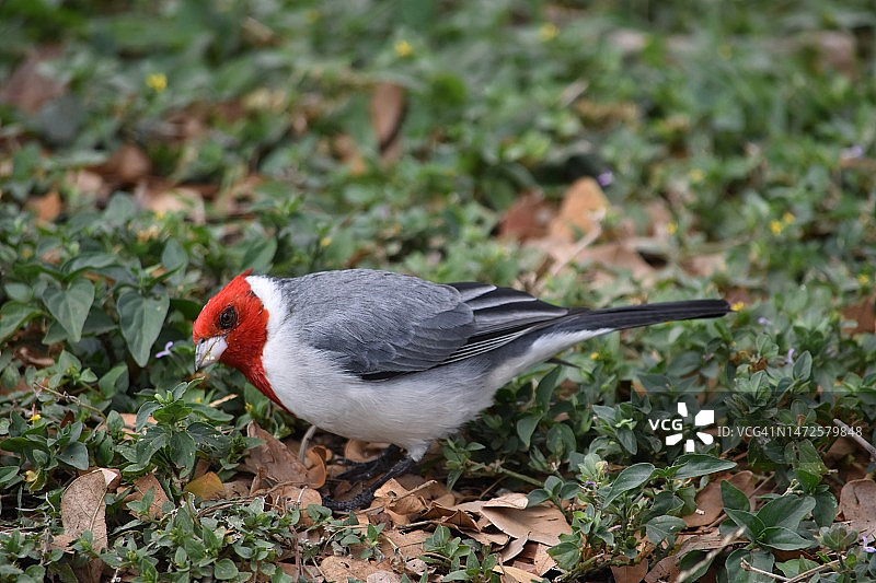 红雀栖息在田野上特写，美国夏威夷图片素材