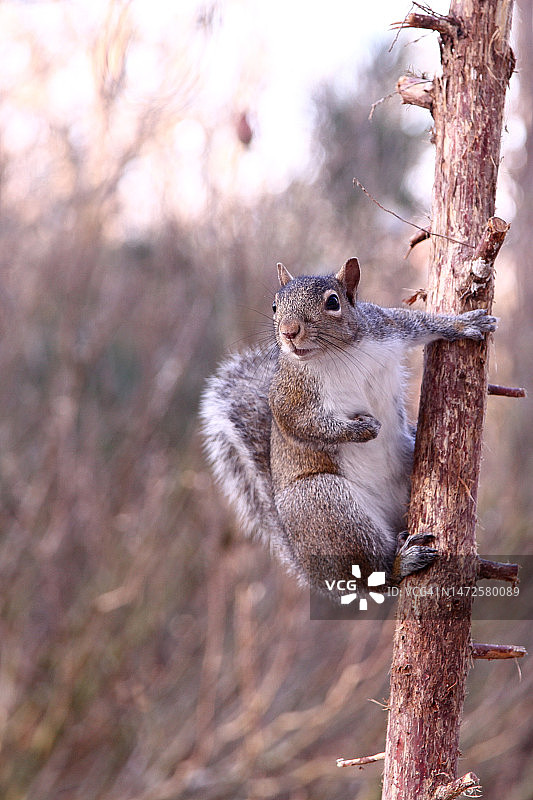 树干上灰色松鼠的特写图片素材