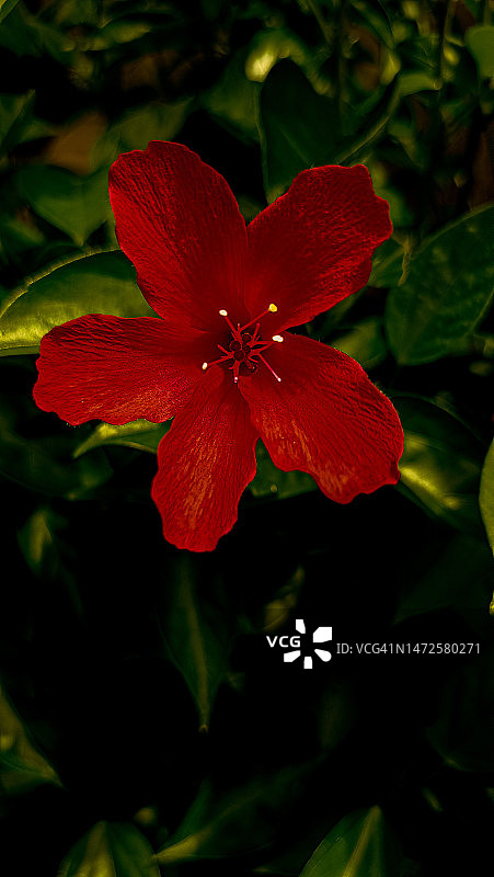 德国巴特奥eyn豪森红色开花植物特写图片素材