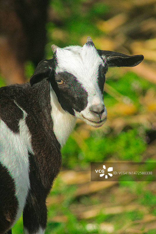印度尼西亚田野里的山羊特写图片素材