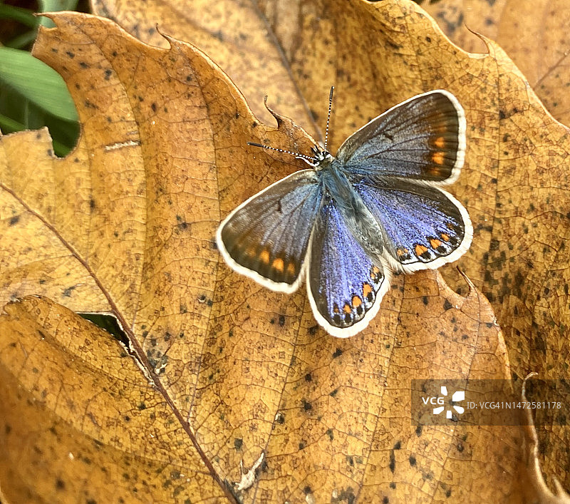 蝴蝶栖息在树叶上的特写，意大利皮埃蒙特弗拉博萨索塔纳图片素材
