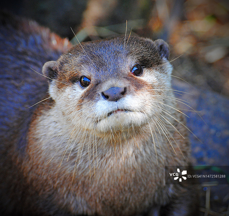 英国自然栖息地中的水獭图片素材