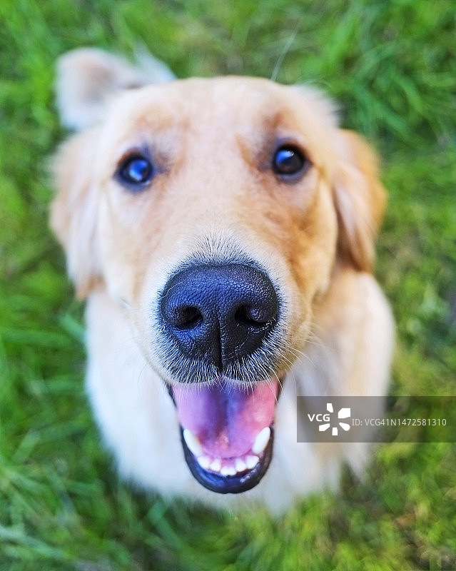 在英国草地上张着嘴的金毛幼犬图片素材