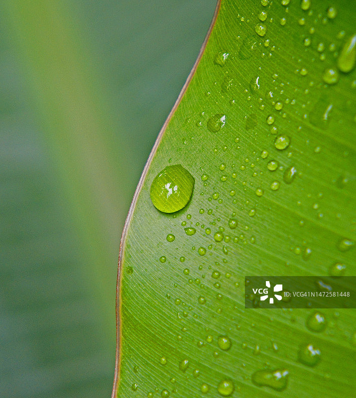 鲜绿色叶子上的小水滴，英国图片素材