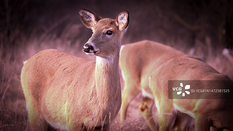 田野中的白色站立动物写真图片素材