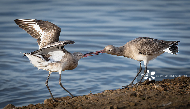 鸟类栖息在岩石上特写，英国WWT马丁米尔图片素材