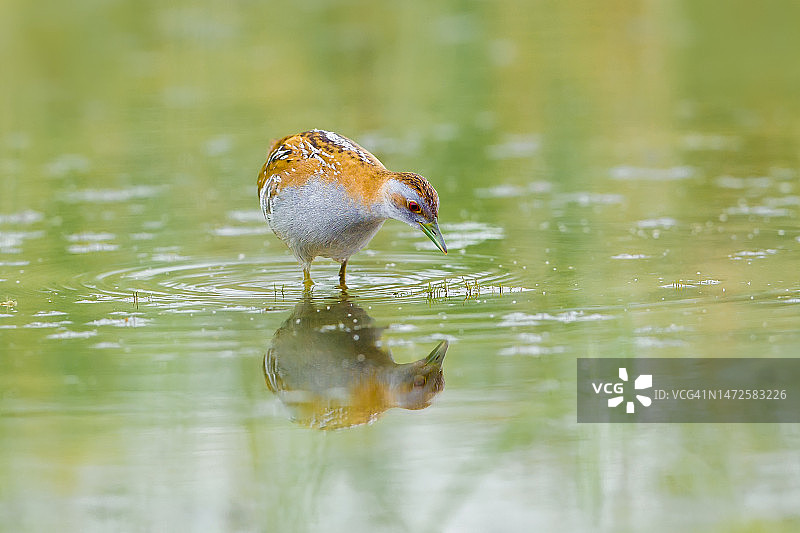 栖息在湖上的水鸟特写图片素材