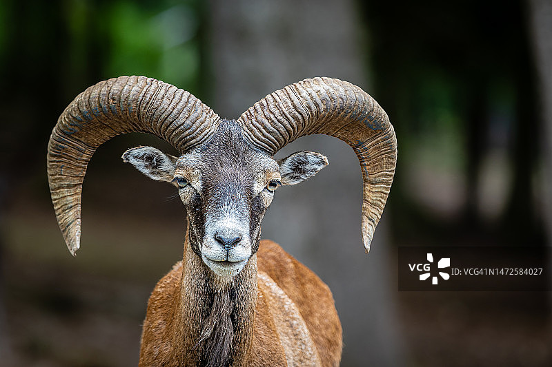 站在田野里的山羊画像，德国黑伦塔尔图片素材