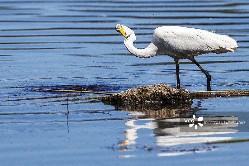 大白鹭（阿尔迪亚白鹭）图片素材