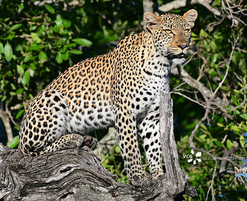 坐在树上的豹子肖像，南非克拉谢里私人自然保护区图片素材