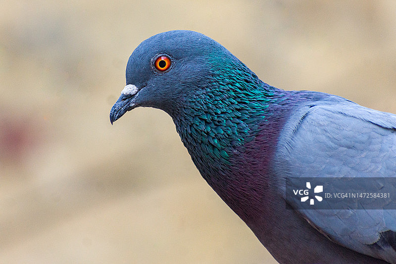 印度德里孔雀特写图片素材