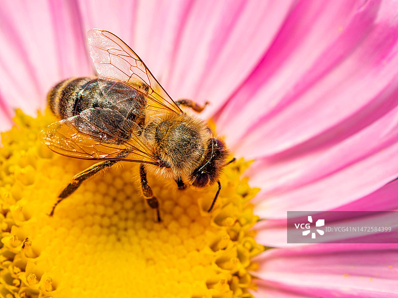 欧洲蜜蜂在除虫菊花，利沃夫州，乌克兰图片素材