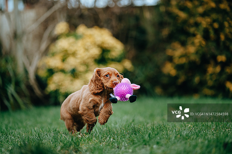 可爱的小狗在草地上玩玩具图片素材