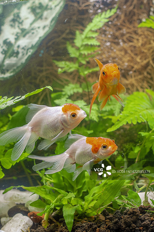印尼，水族箱中带绿色植物的金鱼图片素材