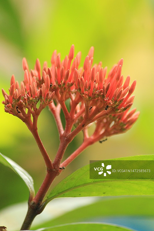 红色开花植物特写，印度尼西亚图片素材