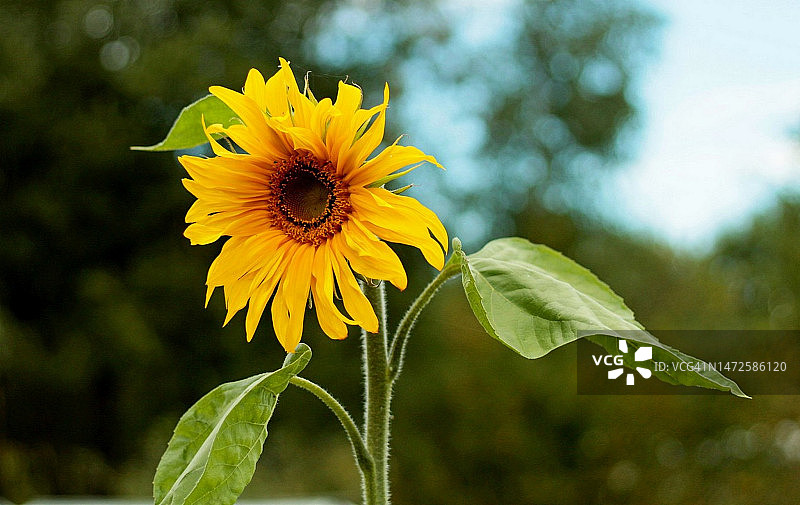 黄色植物特写，俄罗斯图片素材