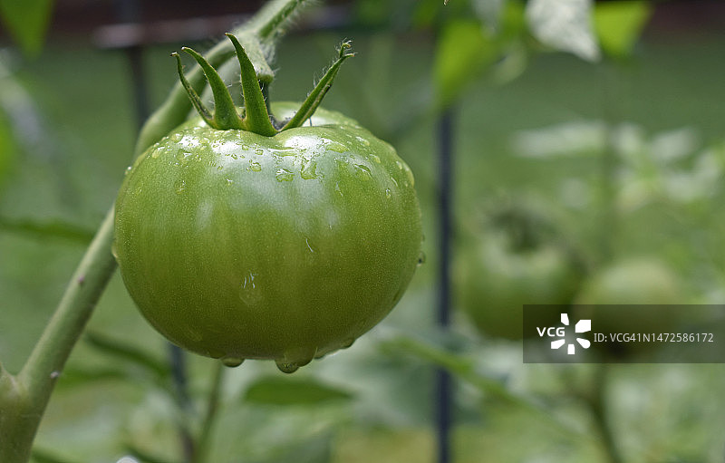 你准备好迎接田纳西州布里斯托尔的春季园艺天气了吗？图片素材