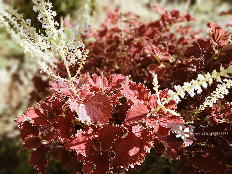 红色开花植物特写，印度尼西亚图片素材