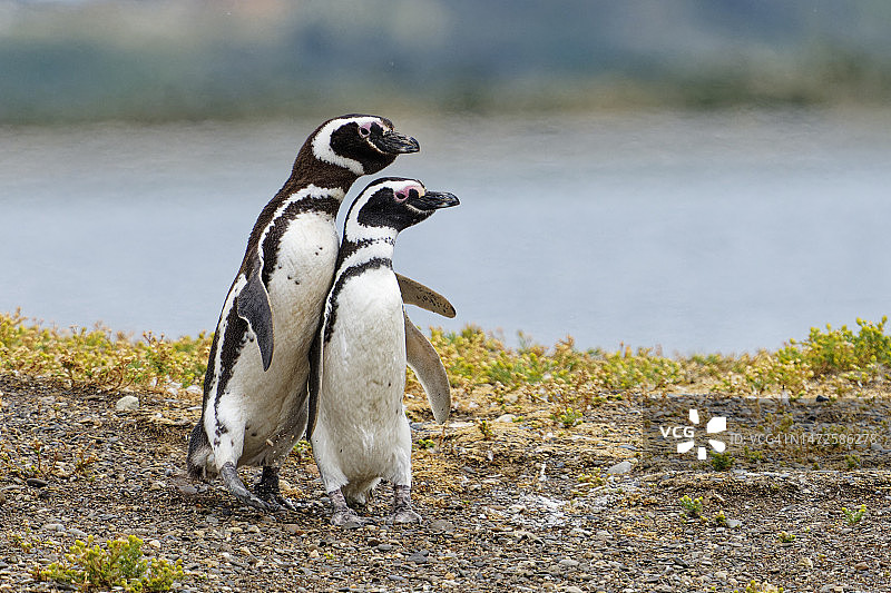 麦哲伦企鹅在阿根廷火地省跳舞图片素材