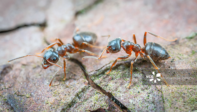 岩石上的蚂蚁特写图片素材