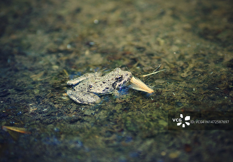 美国肖尼国家森林公园田野里青蛙的俯视角度照片图片素材