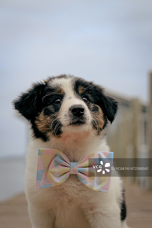 害羞的边境牧羊犬幼犬，巴西图片素材