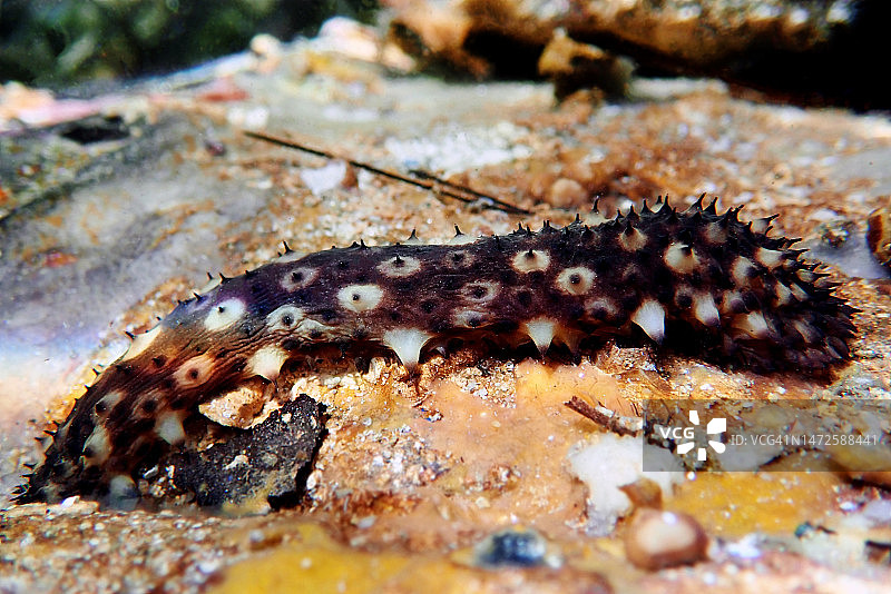 希腊斯基亚索斯海参水下摄影图片素材