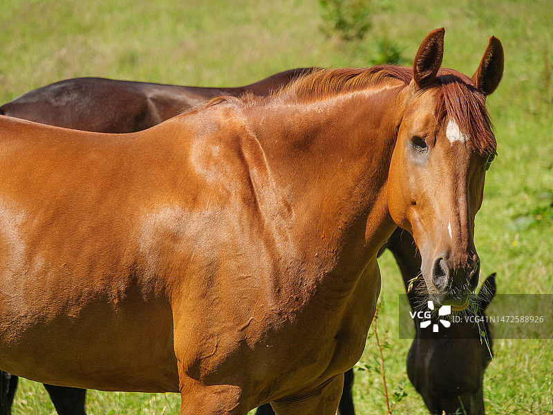 德国弗伦斯堡附近波罗的海徒步图片素材