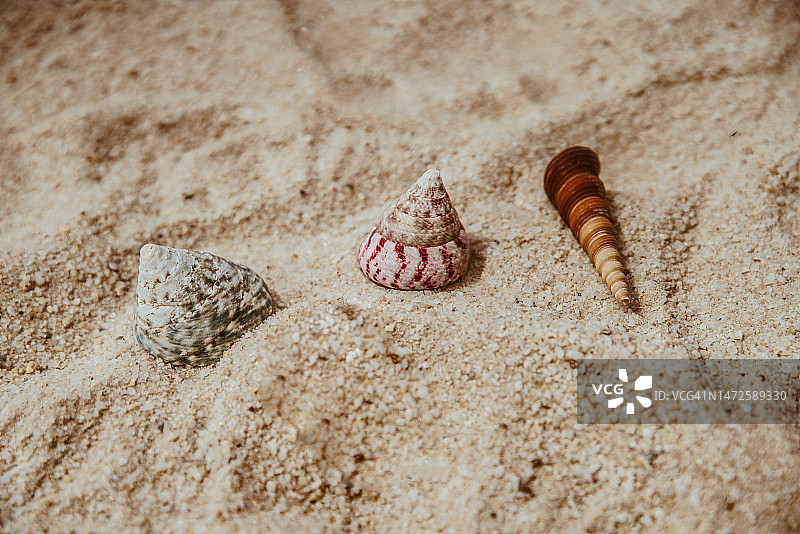 印度尼西亚海滩沙滩上的贝壳高角度照片图片素材