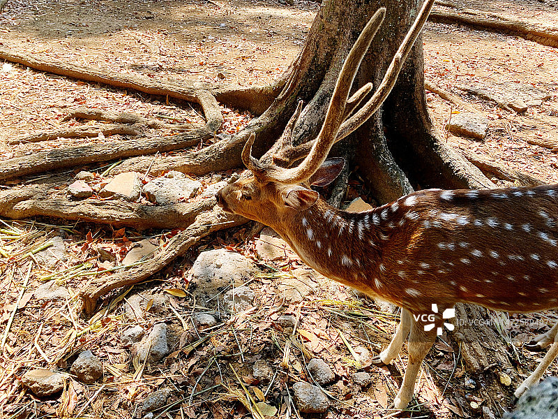 印度尼西亚Jawa Tengah Kota Semarang白天树下的鹿图片素材