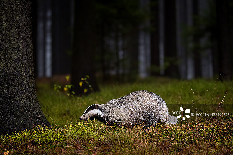 捷克共和国，田野里的兔子侧面像图片素材