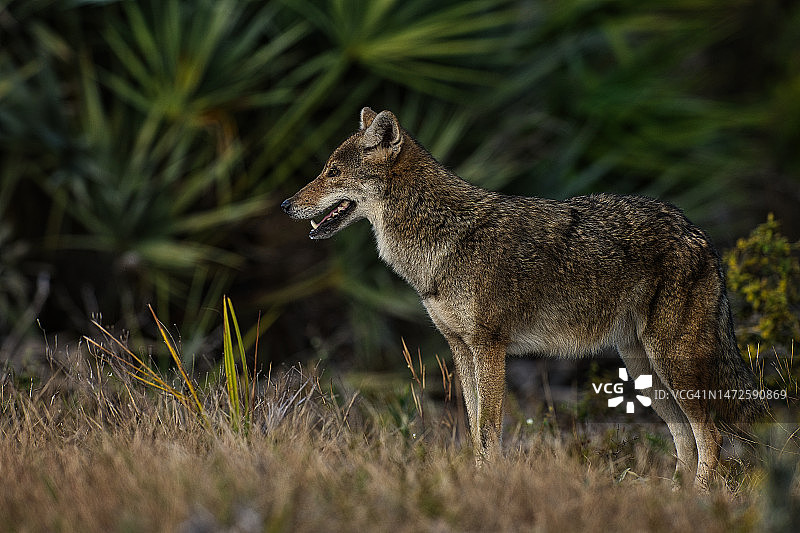 狐狸站在田野上的侧视图，佛罗里达州，美国图片素材