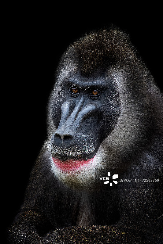 黑面山魈猴头部特写，背景为黑色，捷克共和国图片素材