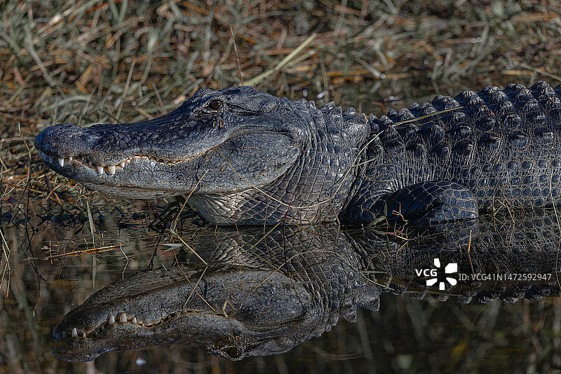 美国佛罗里达州塔米亚米小径鳄鱼特写图片素材