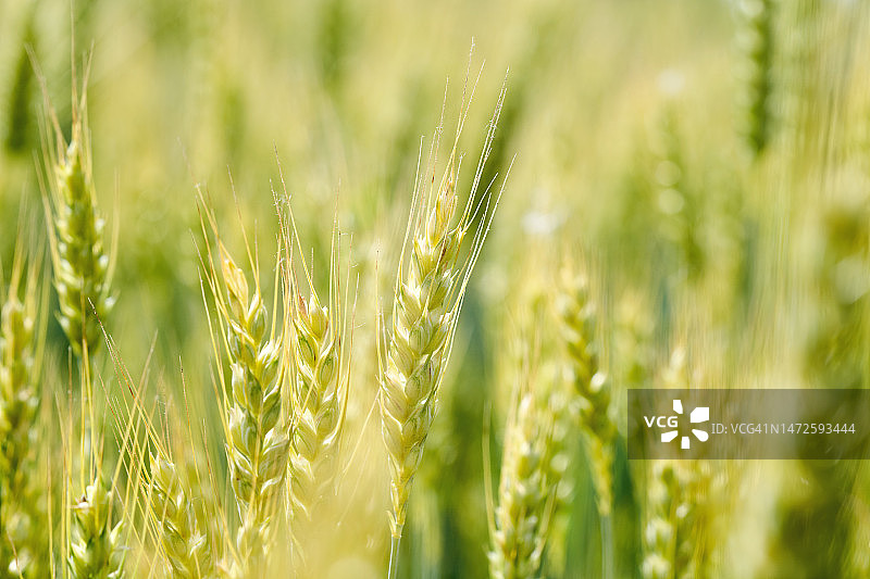意大利米兰：绿色麦田中的新鲜麦穗特写图片素材