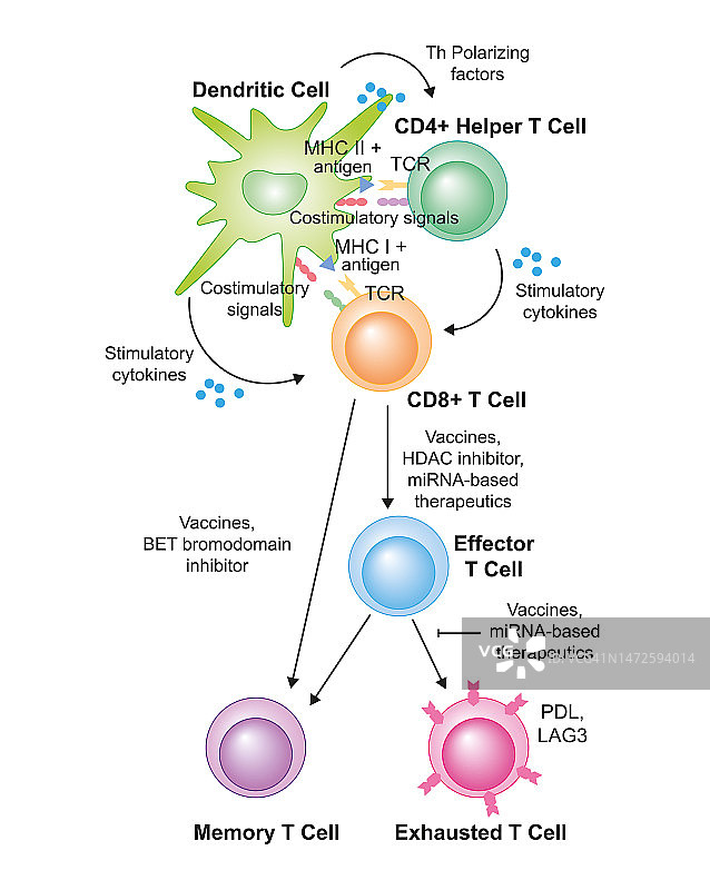 T细胞活化图示图片素材