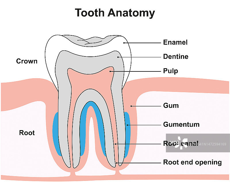 牙齿解剖结构插图图片素材