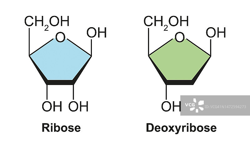 核糖和脱氧核糖分子结构图图片素材