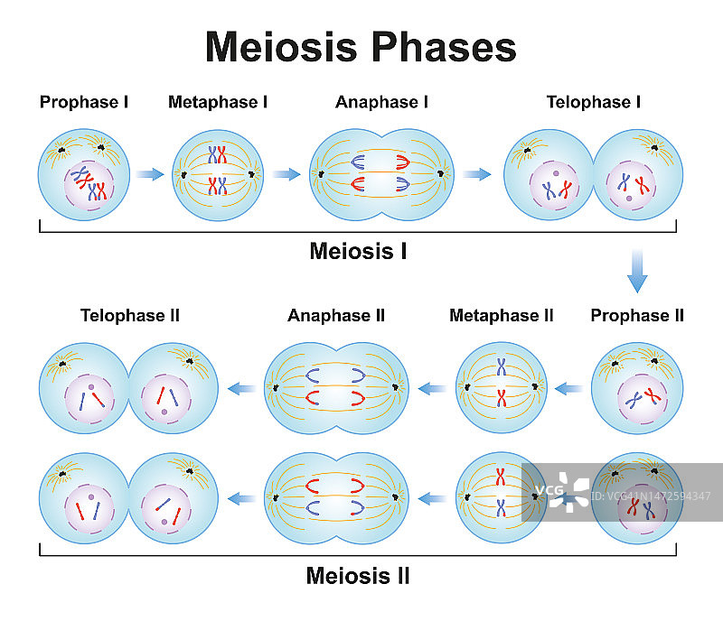 减数分裂各阶段示意图图片素材