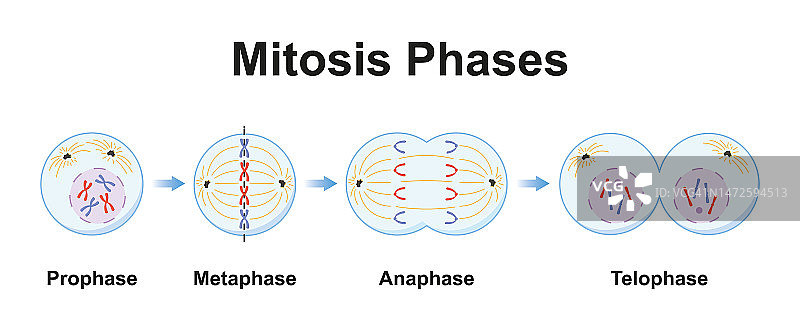 有丝分裂阶段示意图图片素材