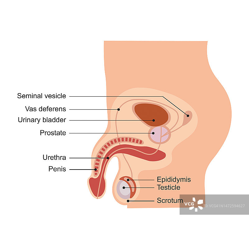 男性生殖系统图解图片素材