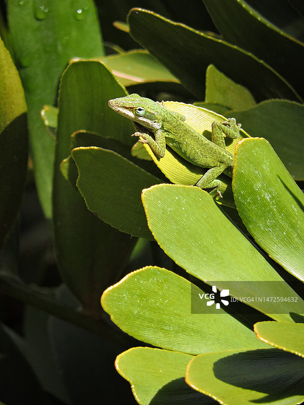 加州圣地亚哥植物上的变色龙壁虎特写图片素材