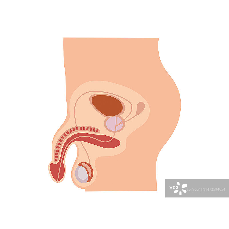 男性生殖系统图解图片素材