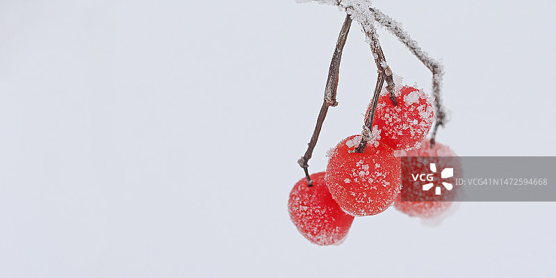 奥地利萨尔茨堡白色背景下的冰冻樱桃特写图片素材