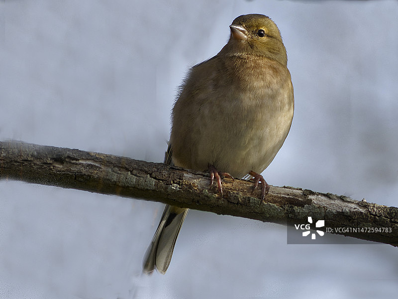 栖息在树枝上的鸣雀特写，法国埃斯卡尔康图片素材