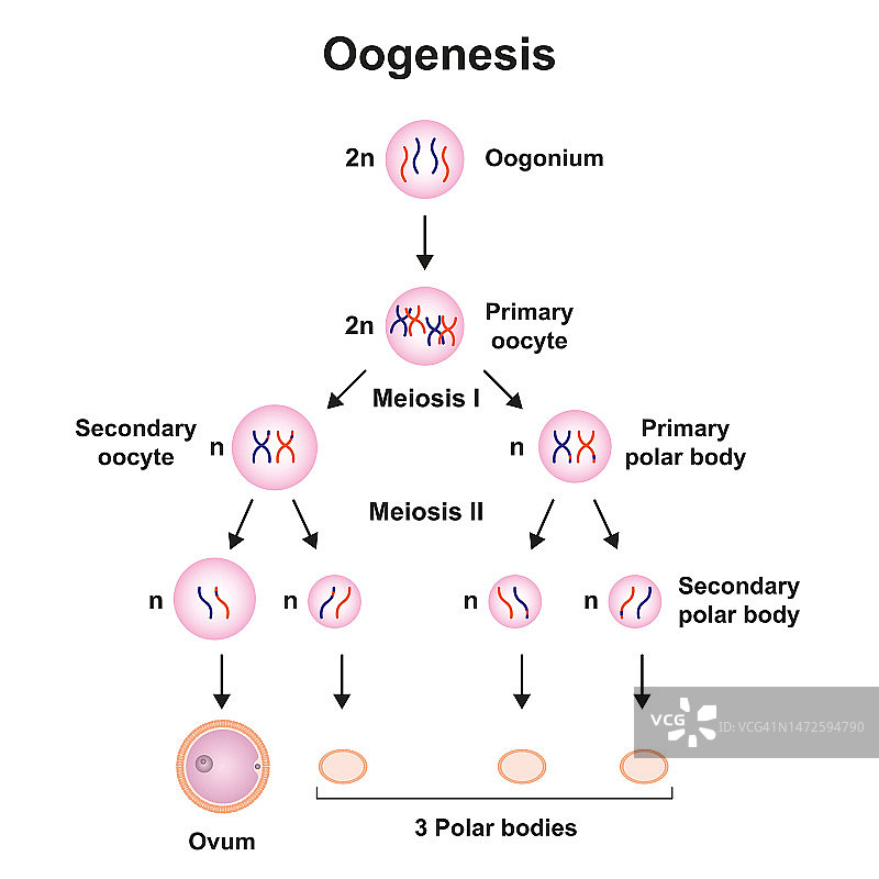 卵子发生示意图图片素材